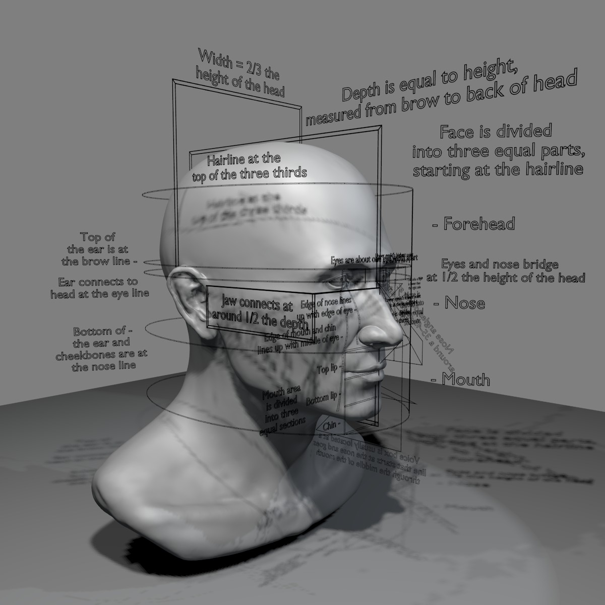 Proportionen des Kopfes und des Gesichts