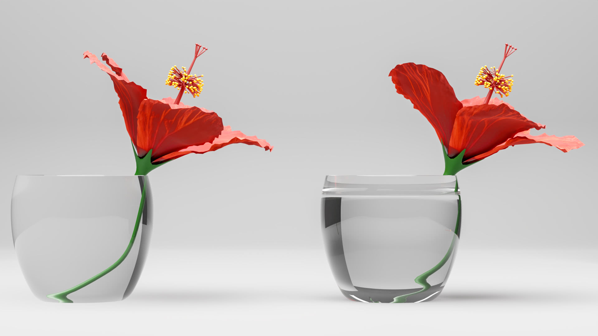 Glasvase mit einer fast schwimmenden Hibiskusblüte 